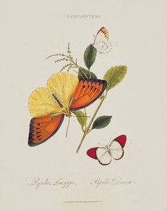 Borboletas: Papilio Leucippe; Papilio Danae, pub. pelo artista, 1800